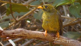 Bell Miner Manorina melanophrys  HD Video clip 11 Tim Siggs ABVC [upl. by Zacks]