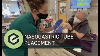 Nasogastric Tube Placement [upl. by Leugim]