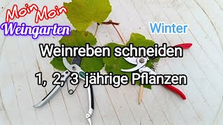 Weinrebe zurück schneiden 1 2 3 jährige Weinrebe Rückschnitt im Winter  Herbst Trauben Video 1 [upl. by Kantos]