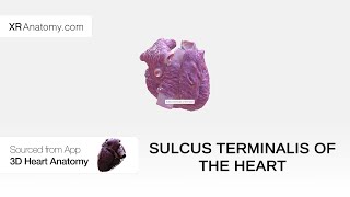 Sulcus terminalis of the heart [upl. by Albert]