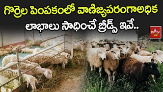 గొర్రెల పెంపకంలో వాణిజ్యపరంగాఅధిక లాభాలు సాధించే బ్రీడ్స్ ఇవే  Nelathalli  hmtv Agri [upl. by Lexis]