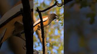 Bird  Original Sound  Rufous Treepie  The Tiger Bird [upl. by Rentsch150]