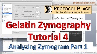 Gelatin Zymography Tutorial 4 Identifying MMPs by Molecular Weight [upl. by Waldman246]