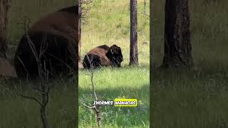 LOS BISONTES animals naturaleza [upl. by Ransom]