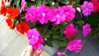 Sunpatiens  Principais Dicas [upl. by Benge275]