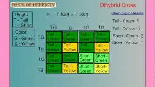 Genetics Part 1 Basic Mendelian [upl. by Gnilhsa]