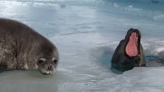 Being Different If Youre A Weddell Seal In Antarctica [upl. by Seravat798]