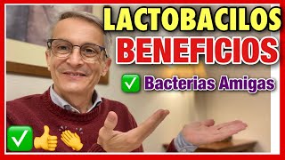 LACTOBACILLUS 👉 BENEFICIOS ❤️ MICROBIOMA ⭐️BACTERIAS AMIGABLES [upl. by Oconnor]