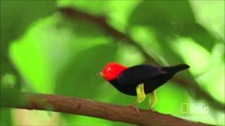 Unheard Beethoven  Redcapped Manakin Mating Dance Hess 73 [upl. by Culhert]