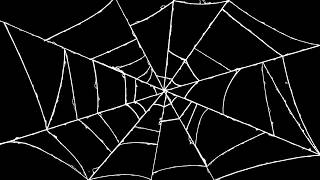 FREEBIE 3 Spider Web Animations [upl. by Neetsirk158]