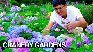 Beautiful Perennial Cut Flower Garden Tour Early Summer [upl. by Nickolai]