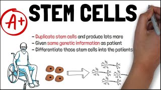 STEM CELLS and THERAPEUTIC CLONING  Biology GCSE and iGCSE Exam Revision [upl. by Ttocserp622]