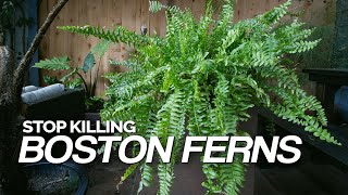 Stop Killing Your Boston Ferns Full Care Guide [upl. by Samanthia52]