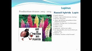 Lupinus Russell hydrids lupin plante vivace [upl. by Statis]