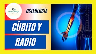 Huesos del Antebrazo ✅CÚBITO y RADIO [upl. by Cuthburt]