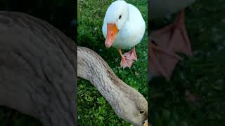 Near Caerphilly Castle 😊Кормим птиц возле замка Карфилли 🦆🦢 birds замок [upl. by Leeban680]