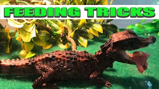 Dwarf Caiman Care  TIPS and Tricks [upl. by Olag812]