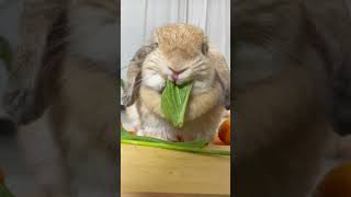 🥬🐰😍Is This the Most Adorable Bunny Munching Video Ever [upl. by Ursal]