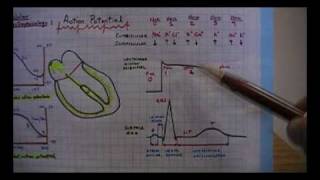 Electrocardiograma 02ekgecg Electrofisiologia celular El Potencial de Accion [upl. by Michell]