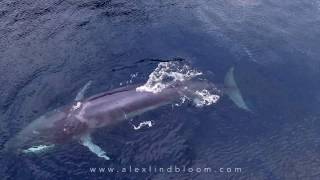 Raja AmpatOmuras Whale Lunge Feeding Captured by Drone [upl. by Cirillo]