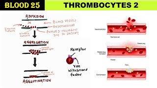 Blood 25  Functions amp Properties of Platelets  Aggregation  Platelet plug  Agglutination [upl. by Irneh201]