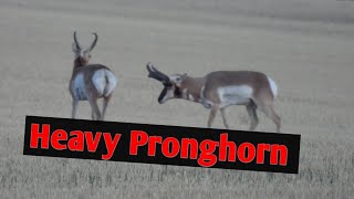 Pronghorn Studs Pre Rut quotHomequot  The last Knife Fighter quotCant you Seequot  The Hit Crew [upl. by Ora]