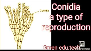 Conidia type of reproductionHow conidia type of reproduction take placeconidia kya h [upl. by Fraase]