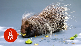 Meet the Worlds Largest Porcupine [upl. by Anilave296]