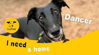 Dancer the lovely Lurcher  Dogs Trust Loughborough [upl. by Netti]