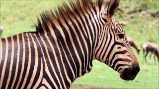 Hartmanns Mountain Zebra Equus zebra hartmannae [upl. by Dale]