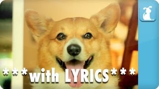 Carly Rae Jepsen  Call Me Maybe  Corgi Rae  Pet Parody with Lyrics [upl. by Safire]