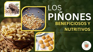 LOS PIÑONES Frutos secos muy buenos y saludables [upl. by Annaehr]