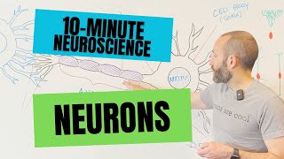 10Minute Neuroscience Neurons [upl. by Nairrod]