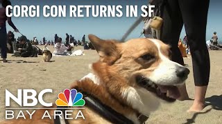 Corgi Con Returns to San Franciscos Ocean Beach [upl. by Revert]