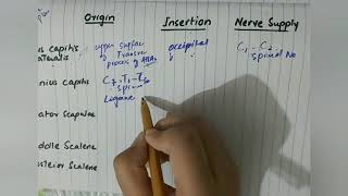 Paravertebral region and paravertebral muscles in easiest way [upl. by Hitchcock]