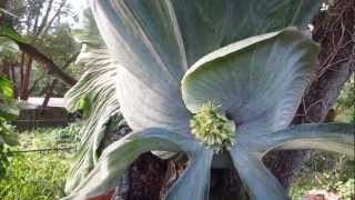 Worlds Largest Staghorn Fern [upl. by Lehcar]