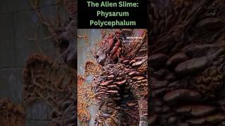 The Mysterious Slime Mold quotPhysarum Polycephalum quot biology science sciencefact unknownfacts [upl. by Ramel]