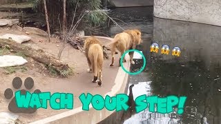 Lion Falls into the Water in German Zoo  Hilarious Animal Fail [upl. by Nnaeus]