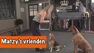 De vrienden van Matzy  DierenpraatTV [upl. by Bergwall705]