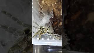 Pterinochilus murinus DCF Mikumi NP Feeding [upl. by Garmaise]