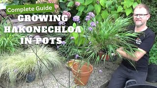 How to Grow Hakonechloa macra in Pots  Growing Guide  Perennial Ornamental Grass for Sun or Shade [upl. by Pascale247]