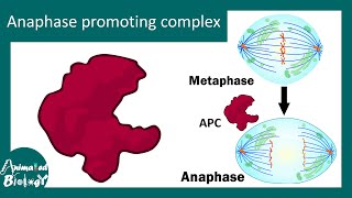 Anaphase Promoting Complex in cell cycle regulation [upl. by Atikim777]