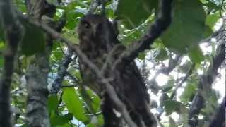 Morepork  Ruru claims Its territory  Great Barrier Island [upl. by Anilrahc]