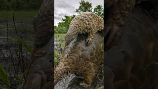 5 Things You Didnt Know About the Pangolin 🐾 [upl. by Undry499]