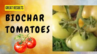 Biochar Tomatoes amazing yield increase [upl. by Dorwin]