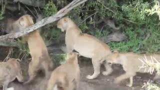 Huge male leopard vs 5 lionesses [upl. by Rramaj]