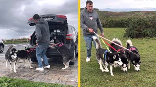 Pasear HUSKIES Siberianos 🐶 [upl. by Ymij430]