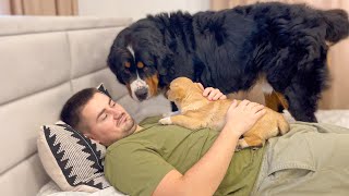 What does Bernese Mountain Dog do when I hug a puppy [upl. by Leur]