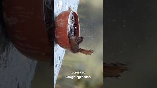 Birds of India  Streaked Laughingthrush nature birds shorts reels [upl. by Atteynek]