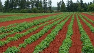 Red soil and Alluvial soil [upl. by Cormier944]